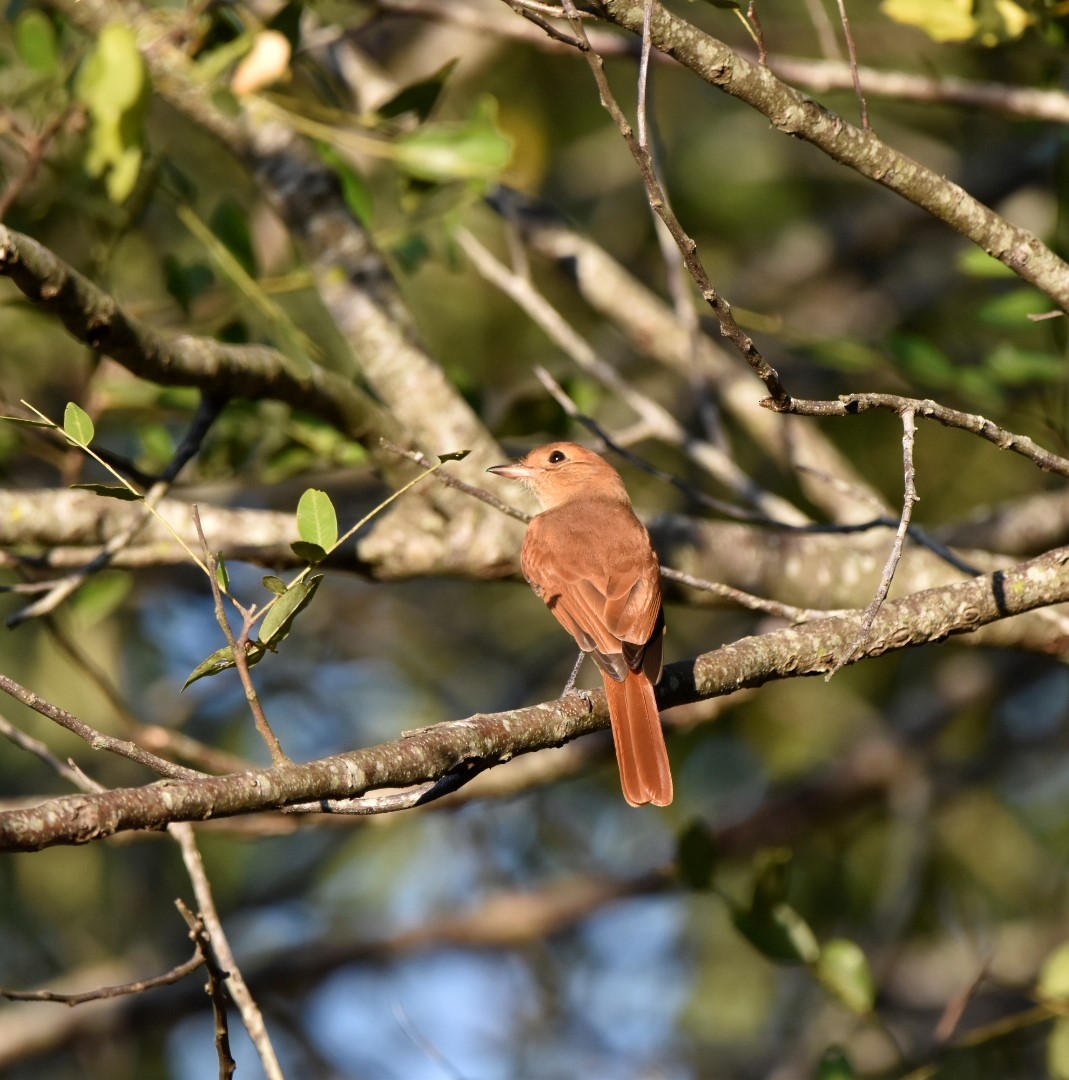 Rufous Casiornis - ML227330131