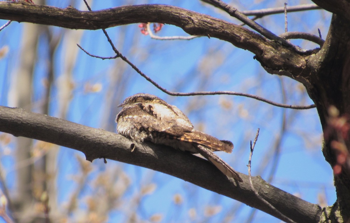 Eastern Whip-poor-will - Rick Thomas