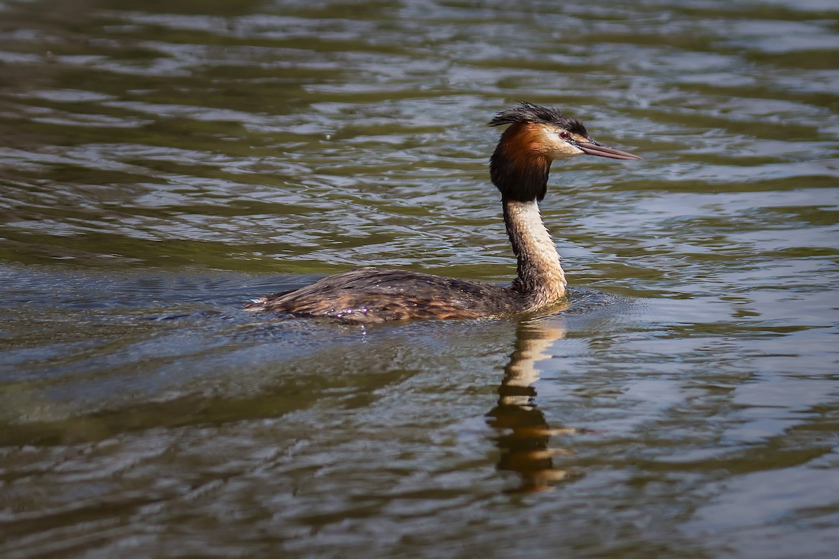 Great Crested Grebe - Barbara & Brian O'Connor