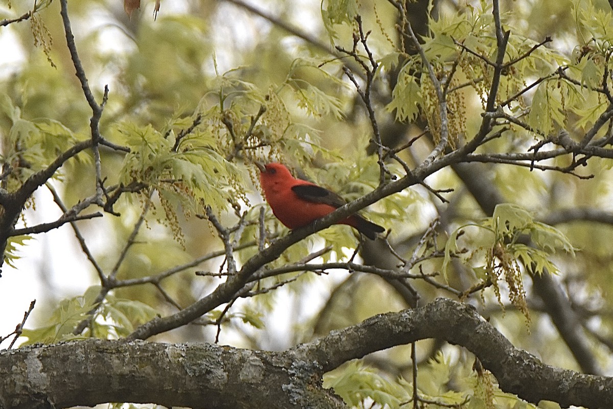 Scarlet Tanager - ML227335571