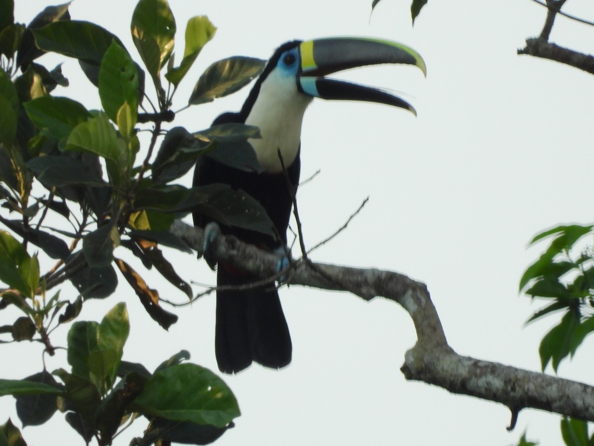 White-throated Toucan - ML227335631