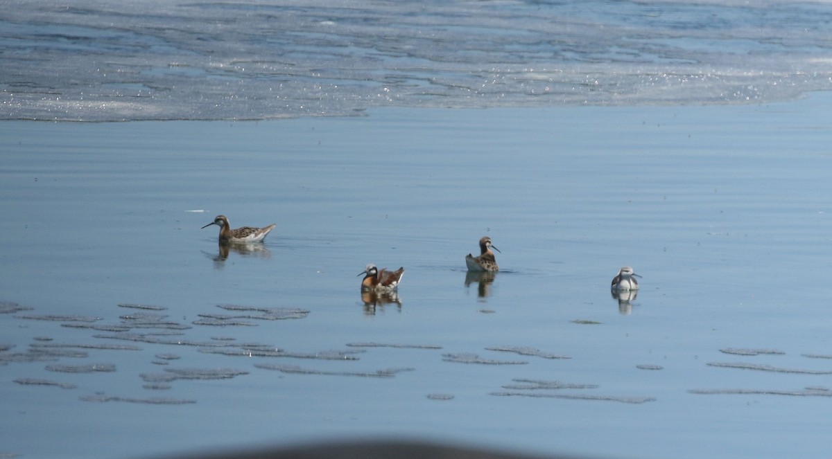 Wilson's Phalarope - ML227336311