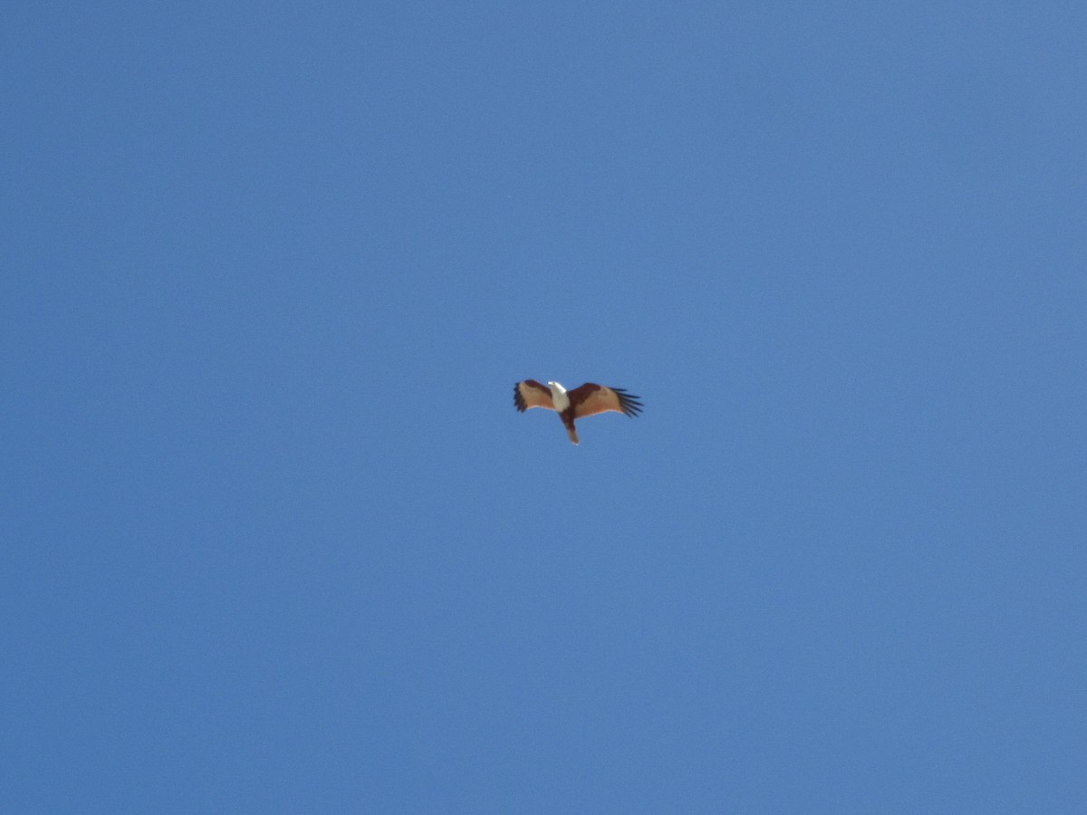 Brahminy Kite - ML227336491