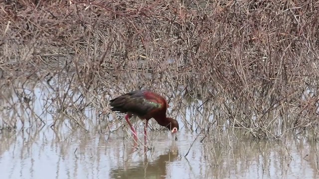 White-faced Ibis - ML227336511