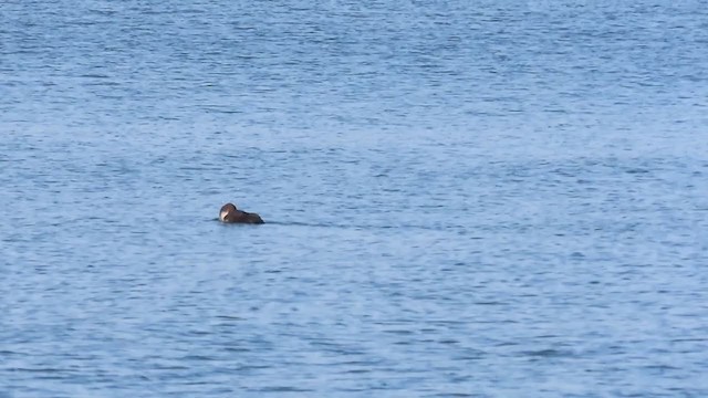 Common Loon - ML227338591