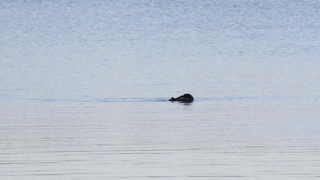 Common Loon - ML227339241