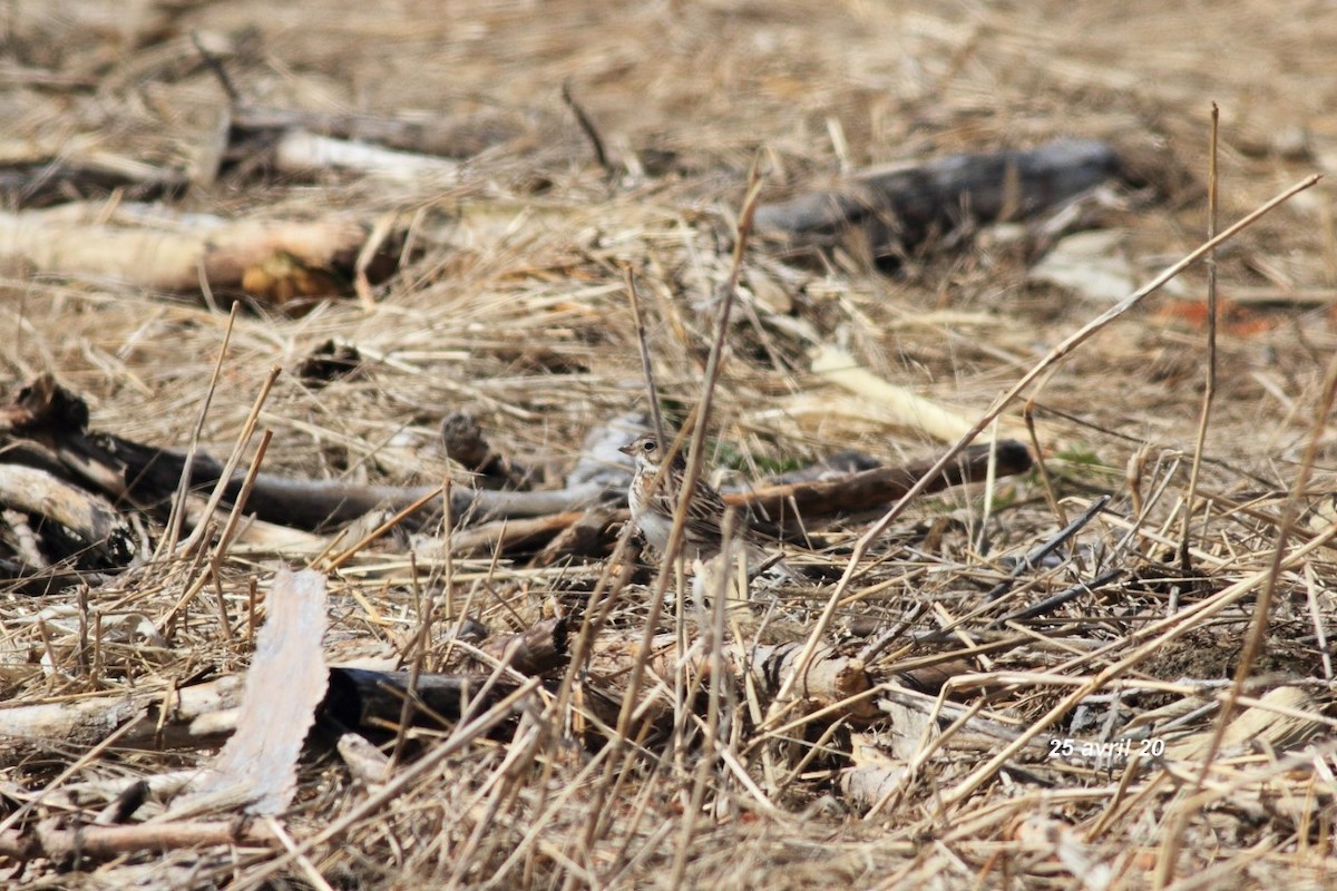 Vesper Sparrow - ML227341171