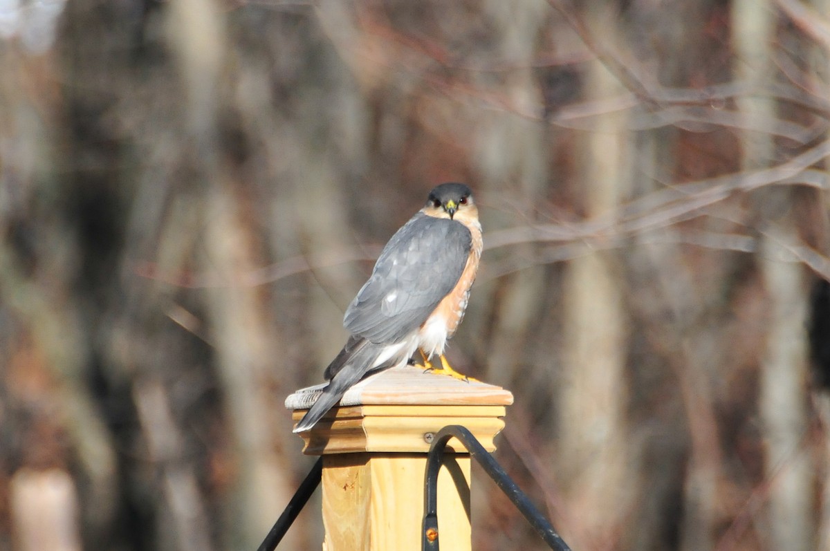 Sharp-shinned Hawk - ML227341331