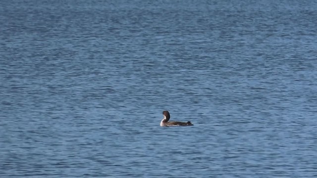 Plongeon huard - ML227342061