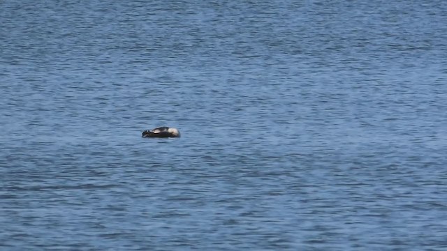 Common Loon - ML227342131