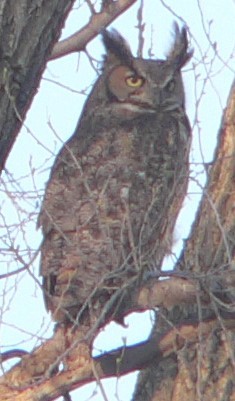 Great Horned Owl - ML227343361