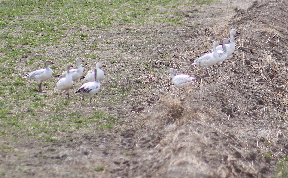 Snow Goose - Alex George