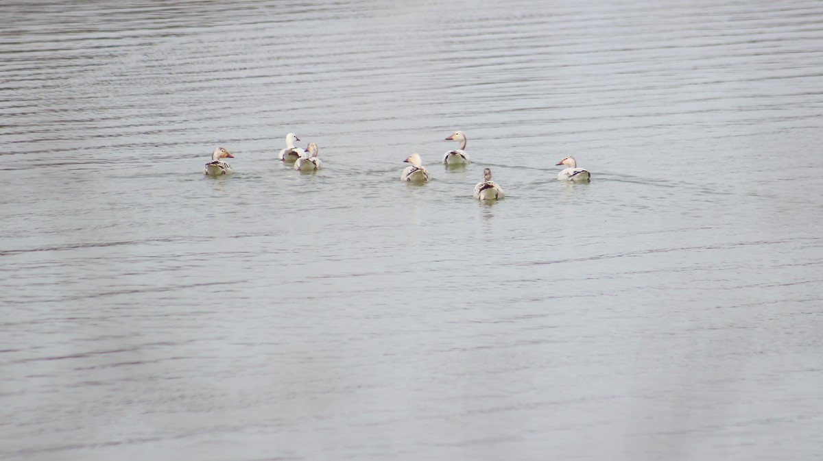 Snow Goose - Alex George