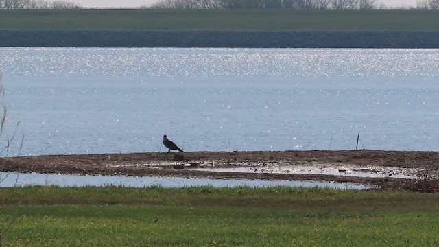 Balbuzard pêcheur - ML227344131