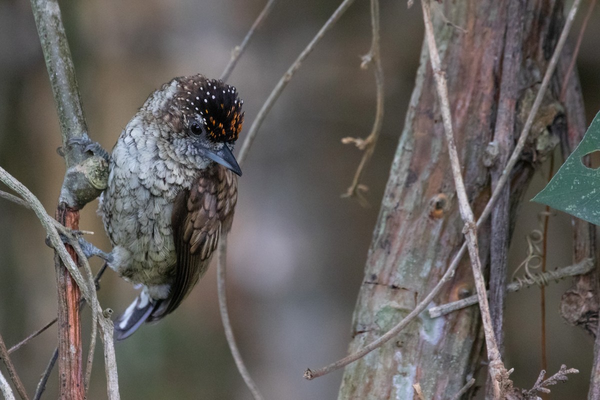 Scaled Piculet - ML227345081