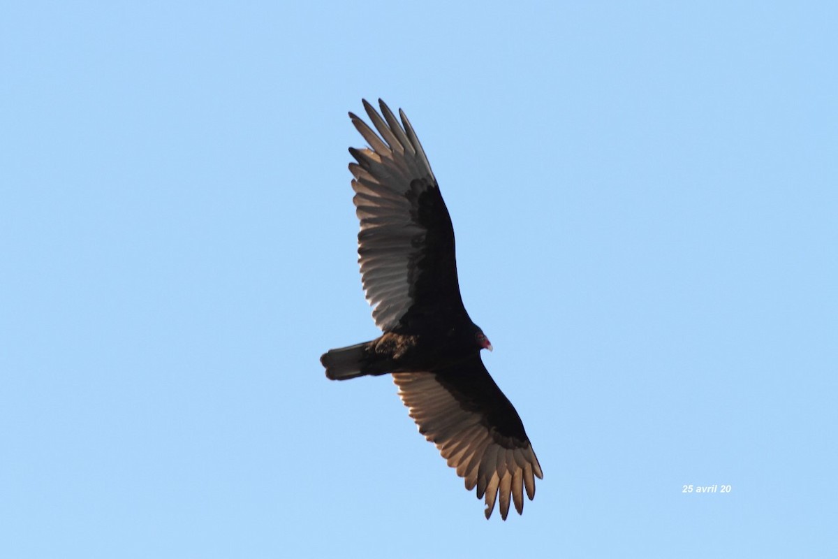 Turkey Vulture - ML227345211