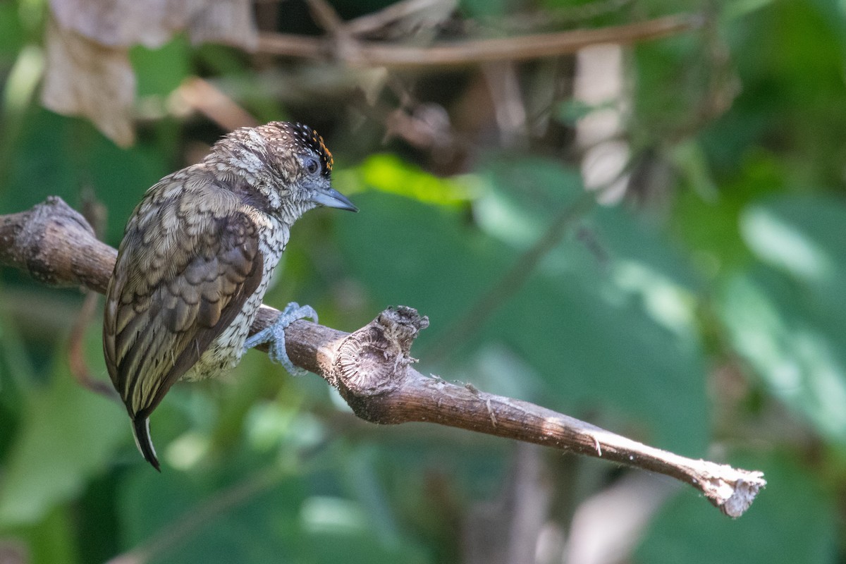 Scaled Piculet - ML227345681