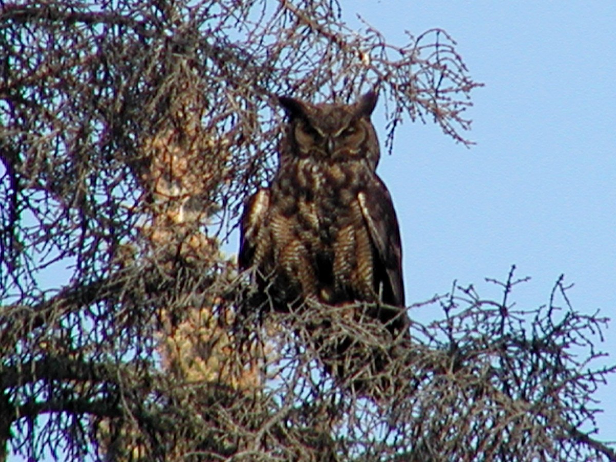 Great Horned Owl - Lilian Saul