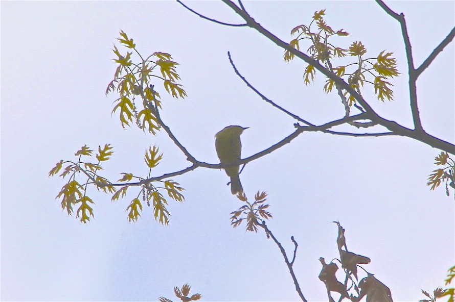 Yellow Warbler - ML227347151