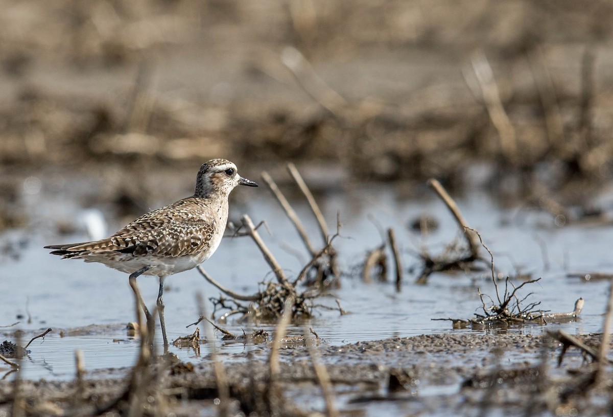 American Golden-Plover - ML227347181