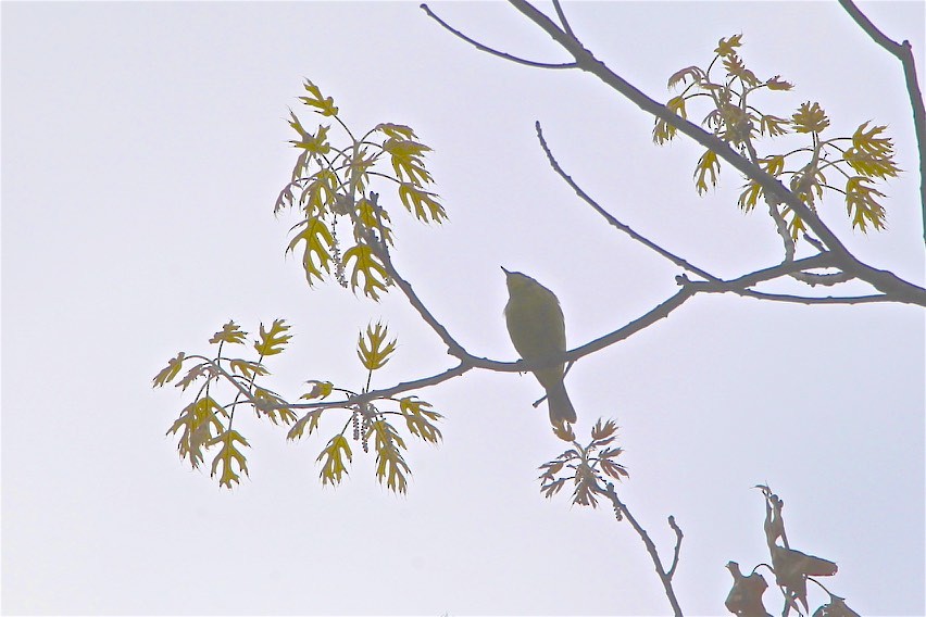 Yellow Warbler - ML227347191