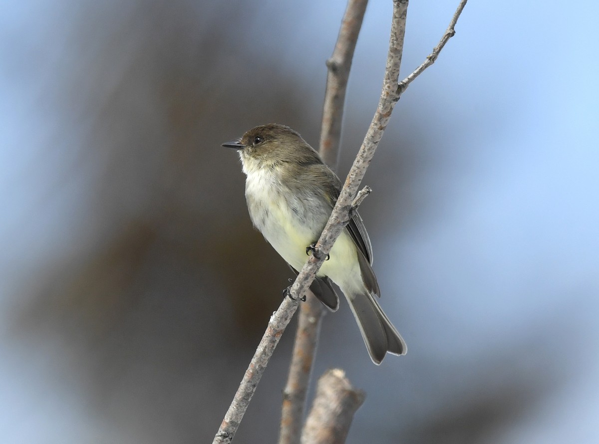 Eastern Phoebe - ML227351911