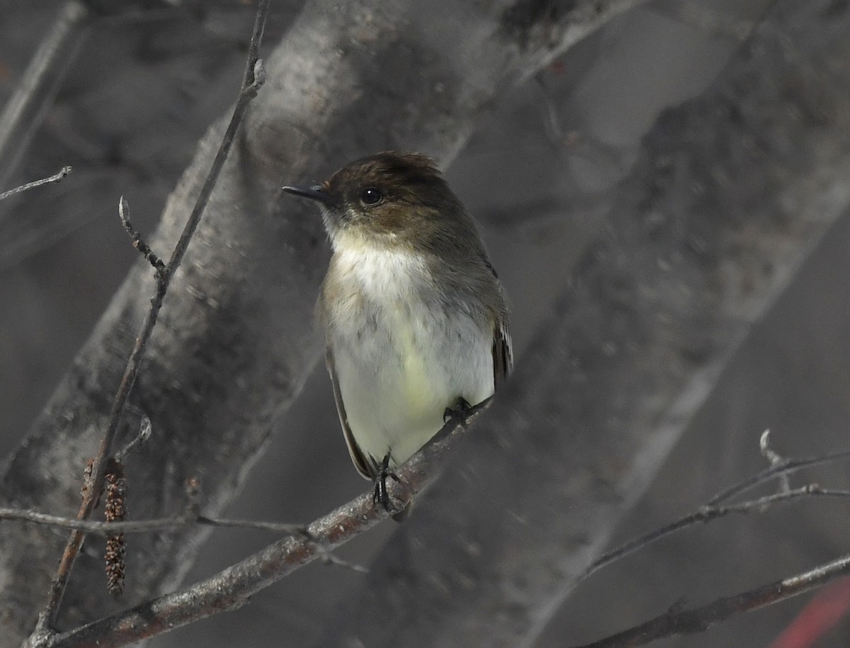 Eastern Phoebe - ML227351921