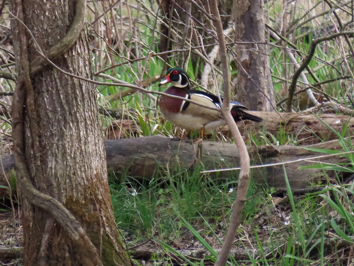 Wood Duck - Kisa Weeman