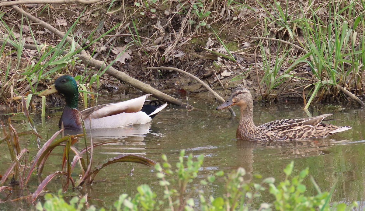 Mallard - Kisa Weeman