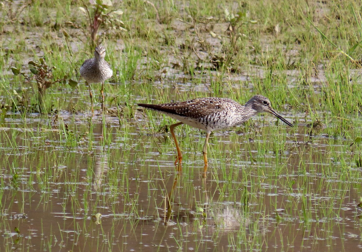 Greater Yellowlegs - ML227354321