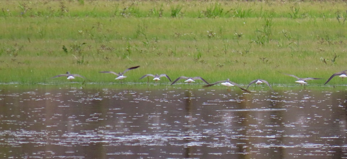 Greater Yellowlegs - Kisa Weeman