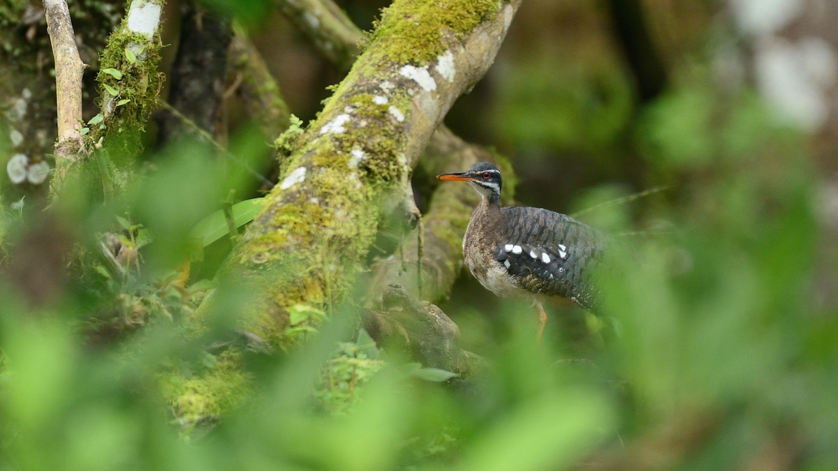 Sunbittern - ML227355681