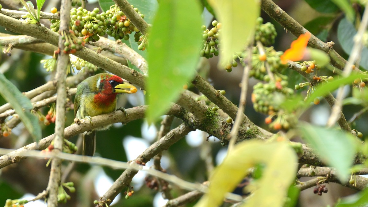 Red-headed Barbet - ML227356221