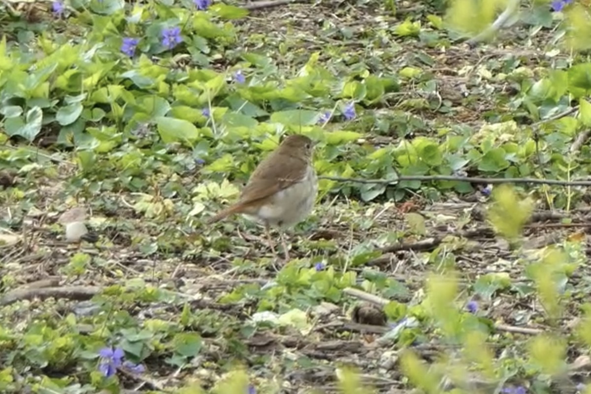 Hermit Thrush - ML227357211