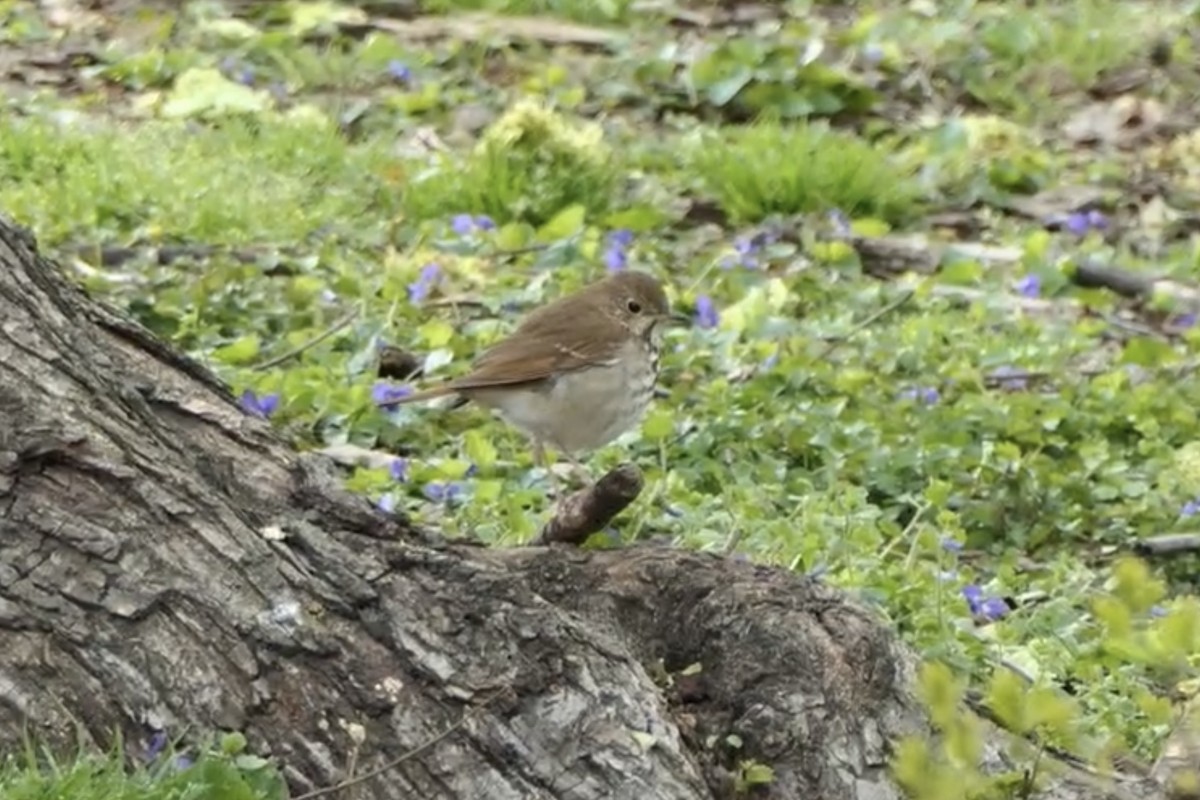 Hermit Thrush - ML227357221