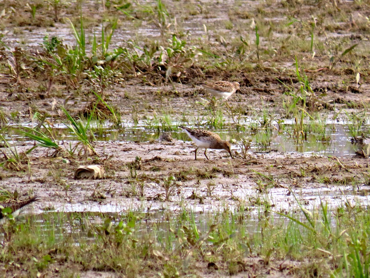 Pectoral Sandpiper - ML227357381