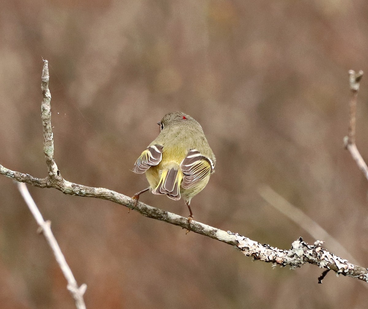 Ruby-crowned Kinglet - ML227357421