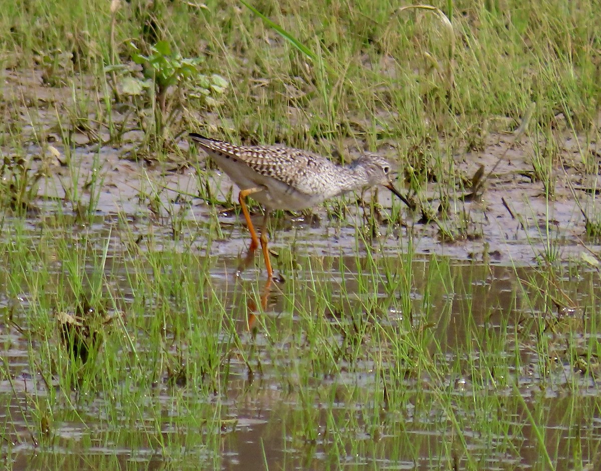 Lesser Yellowlegs - Kisa Weeman