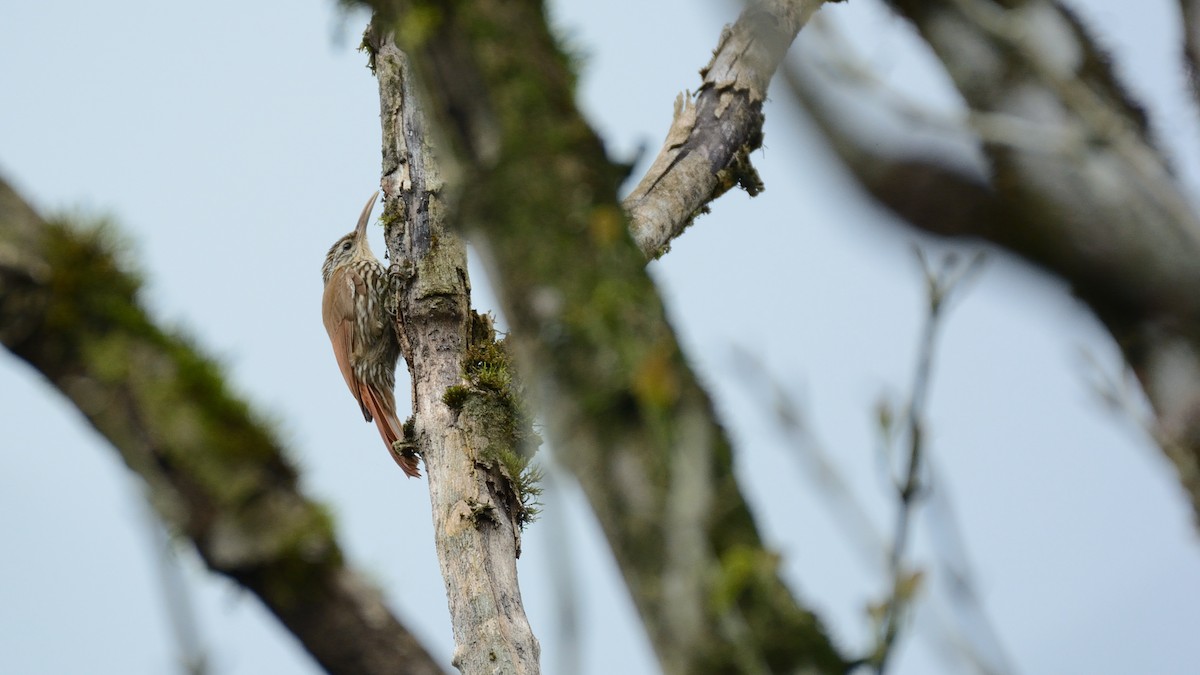 Streak-headed Woodcreeper - ML227362411