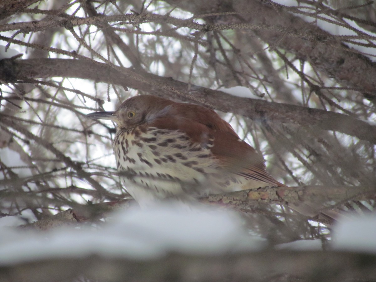 Brown Thrasher - ML22736411