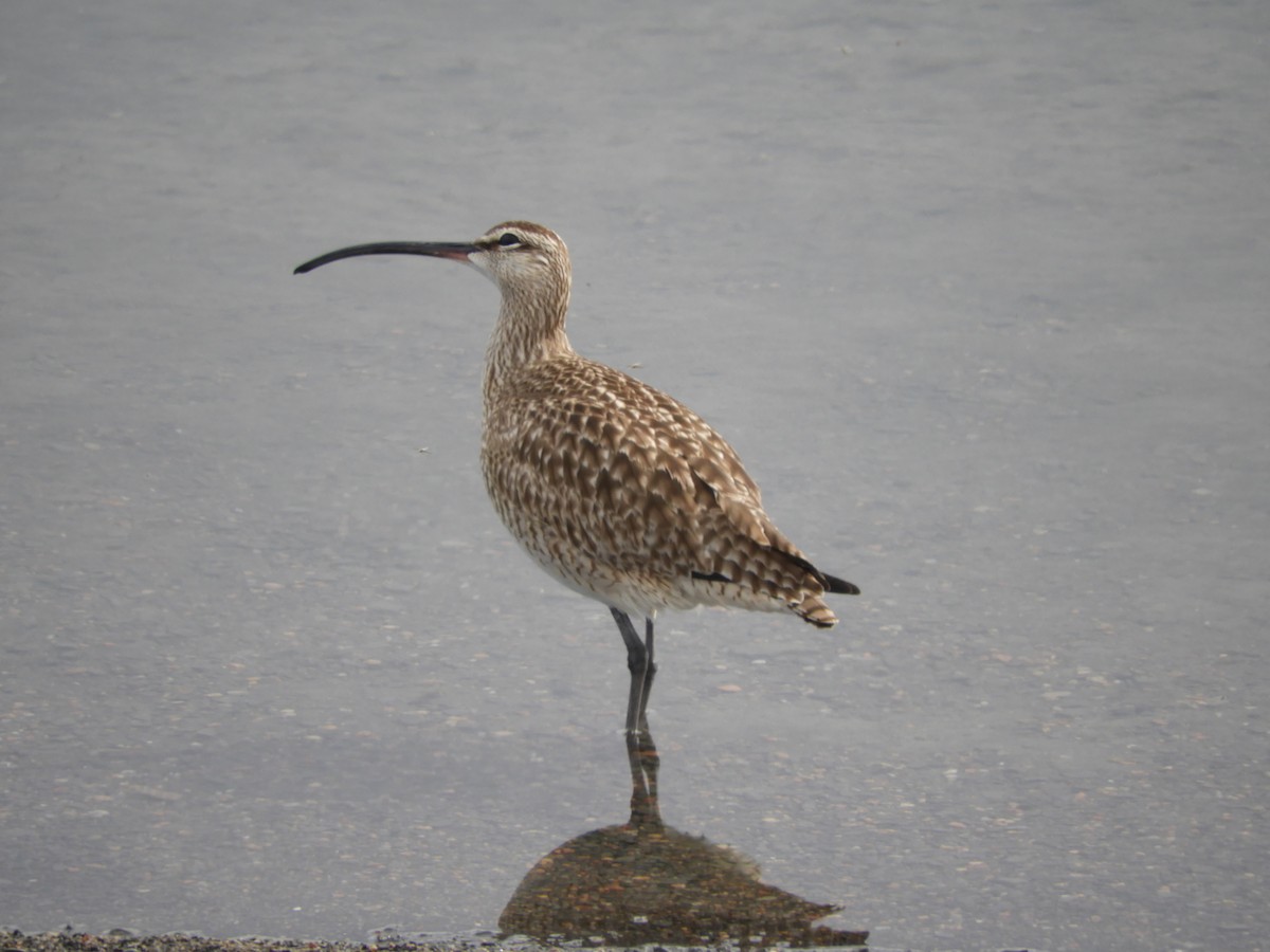 Whimbrel - Jay Breidt