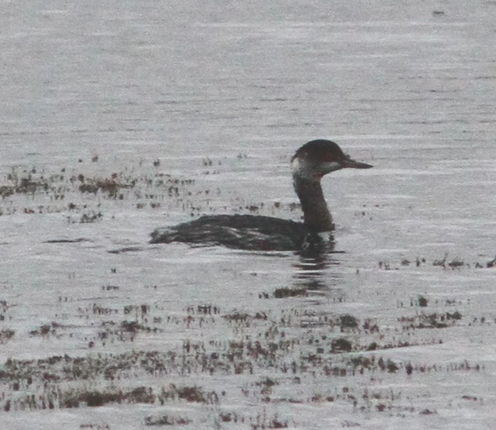 Eared Grebe - ML22736841