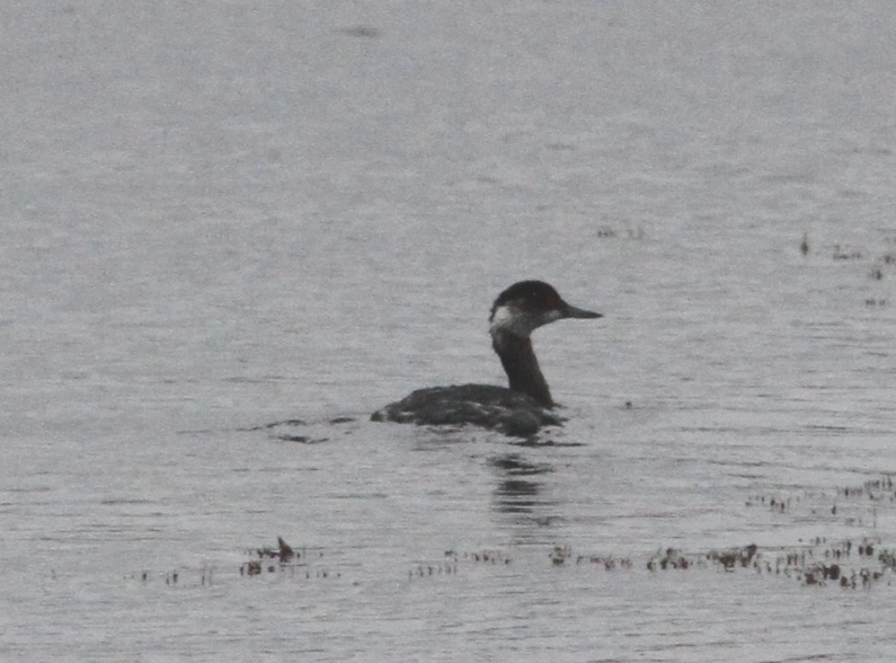 Eared Grebe - ML22736881