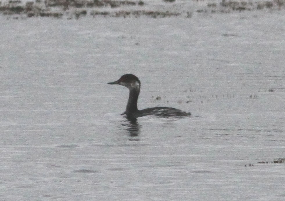 Eared Grebe - ML22736941