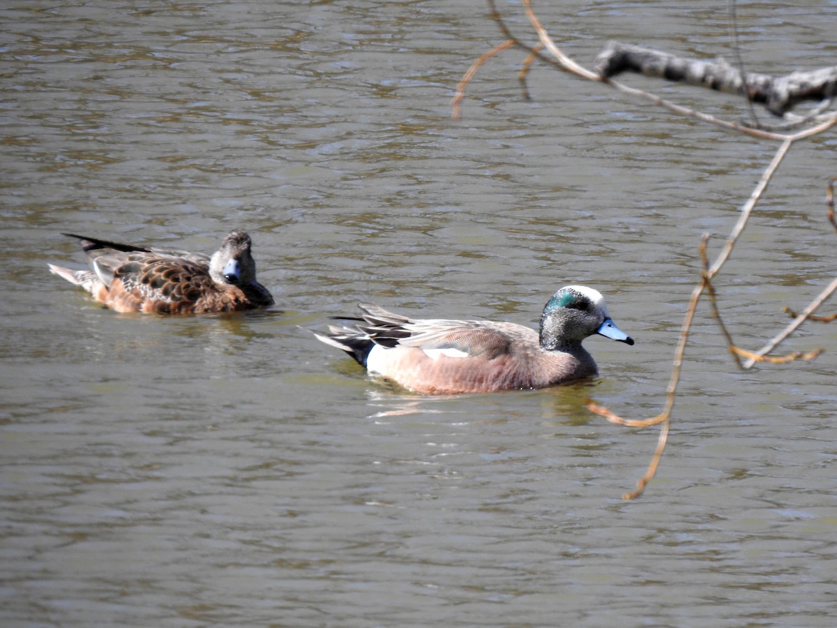 American Wigeon - ML227369451