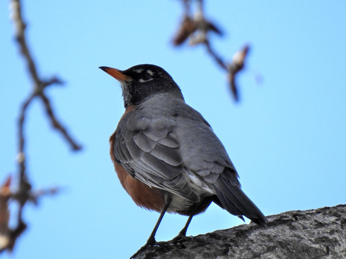 American Robin - ML227370621