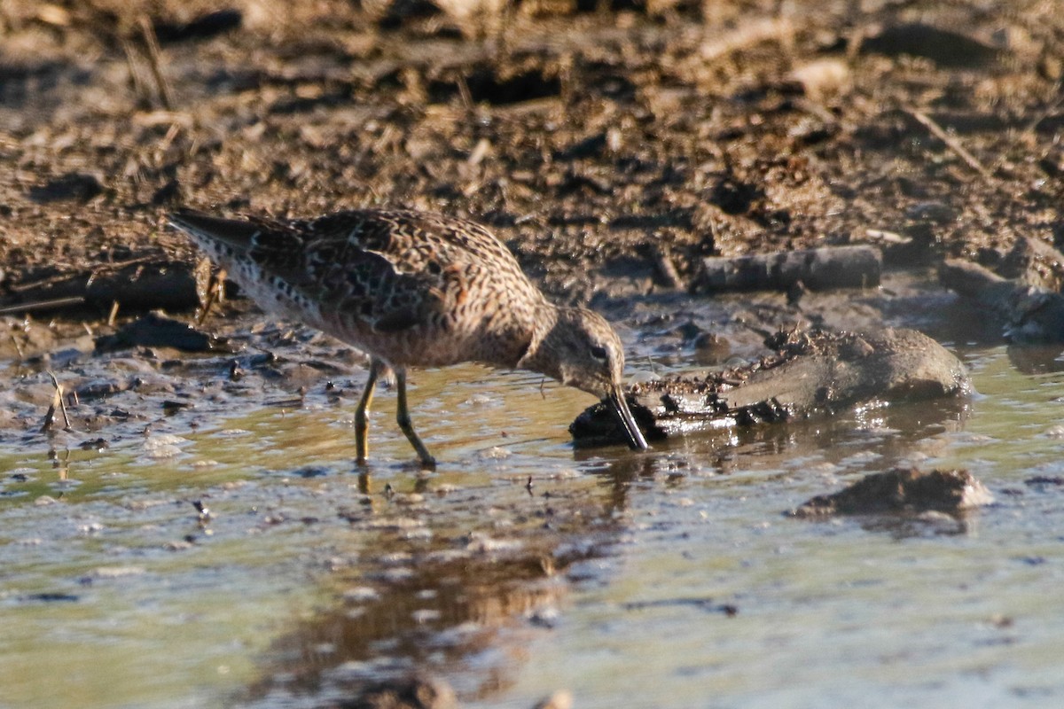 Long-billed Dowitcher - ML227371141
