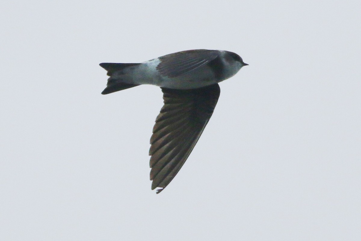 Bank Swallow - ML227371751