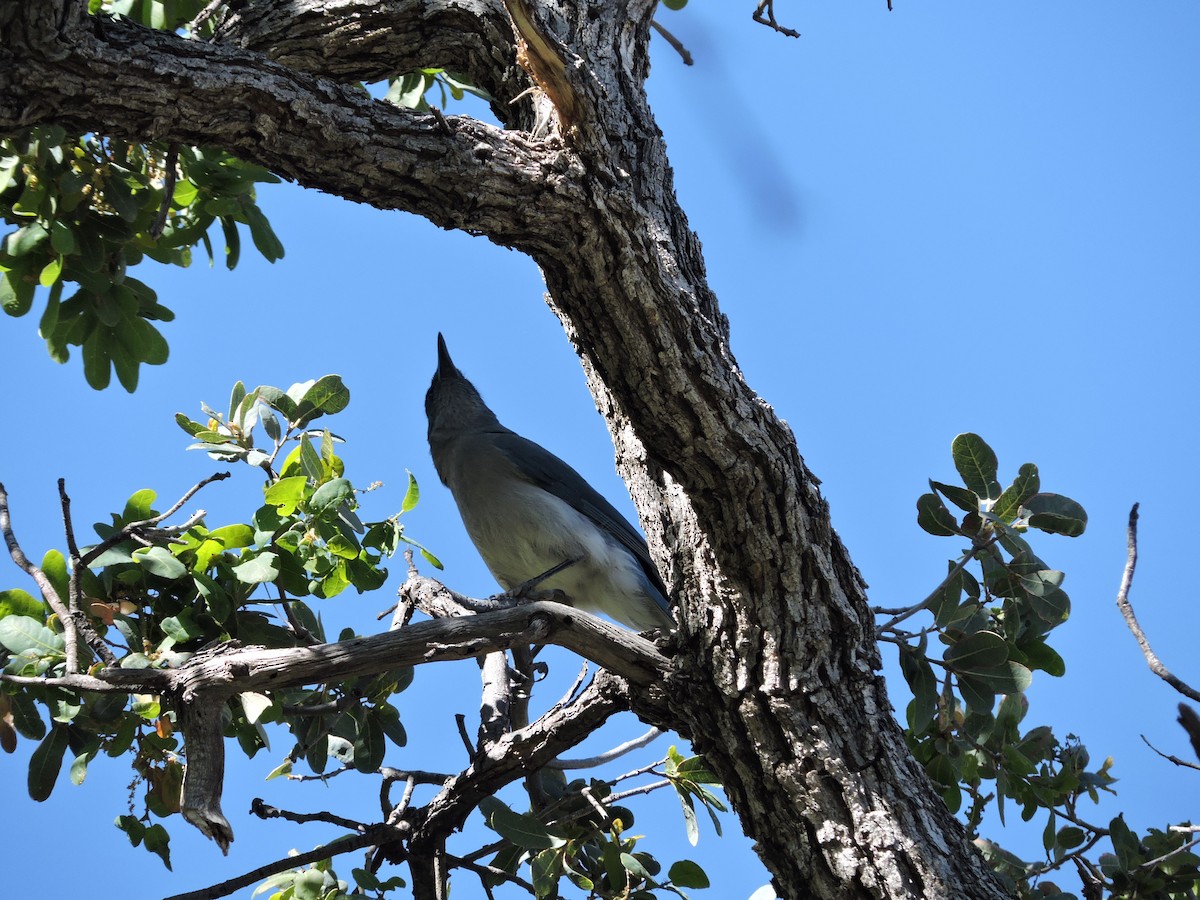 Mexican Jay - ML227372911