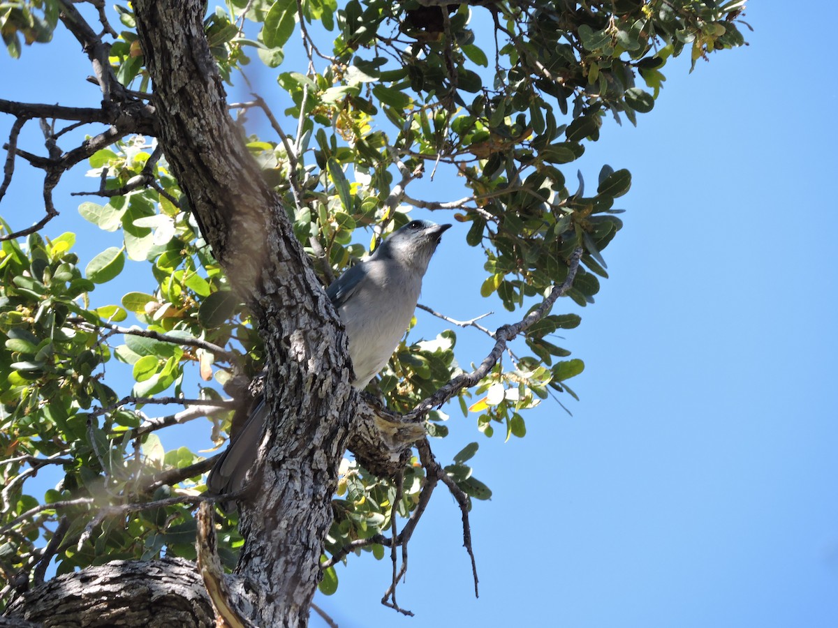 Mexican Jay - ML227373061